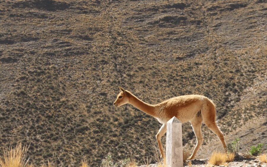From Salta: Full-Day Tours of Cachi and Salinas Grandes - Trekking of the Colorados and how to pace it