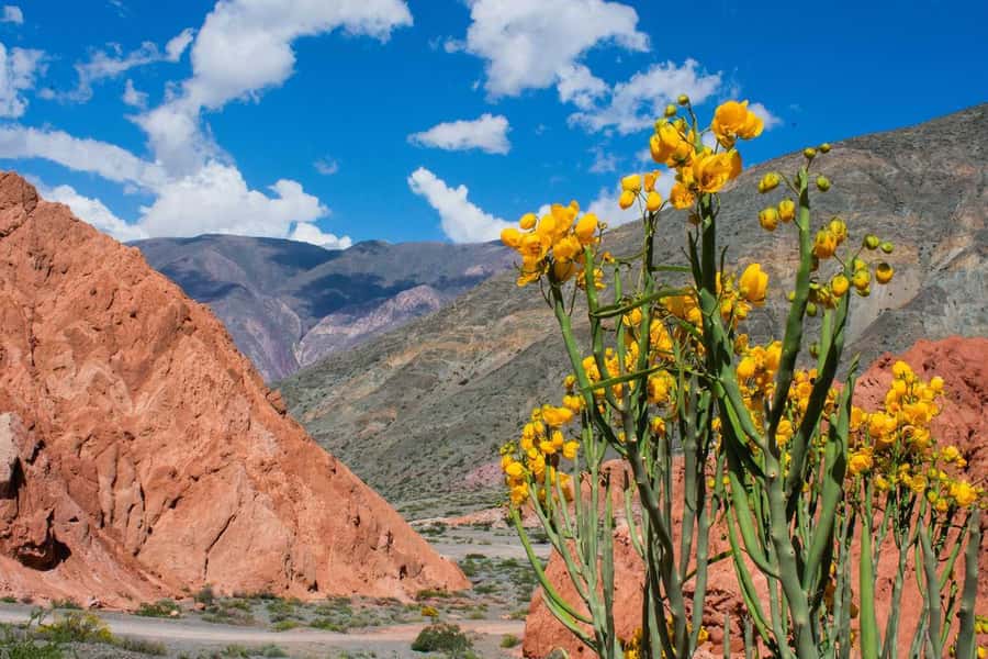From Salta: Full-Day Trip to Salinas Grandes and Purmamarca - Salinas Grandes, the 7 Wonders salt flats with real free time