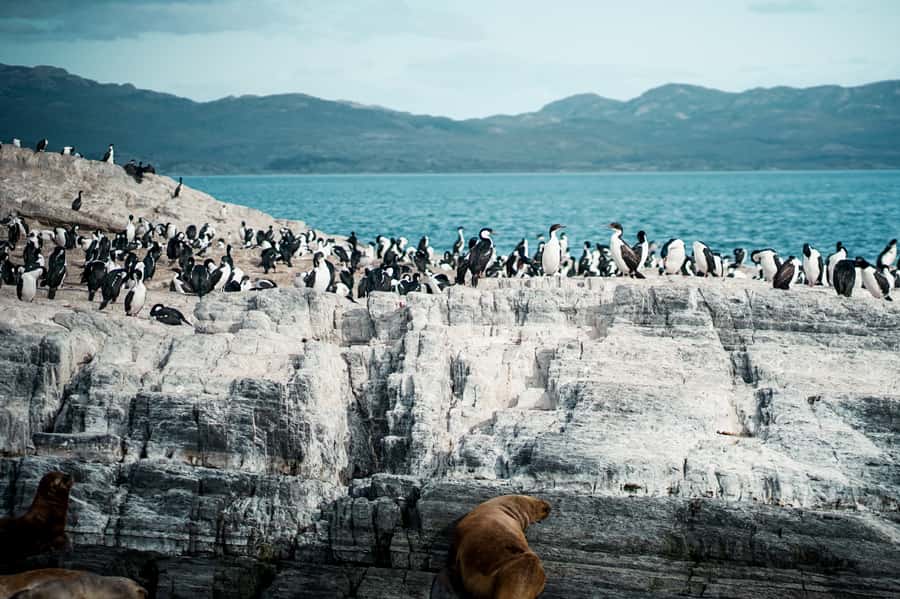 From Ushuaia: Beagle Channel Catamaran Tour - Quick Hits You’ll Care About