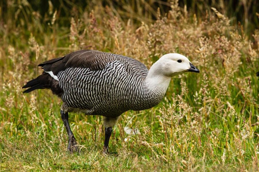 From Ushuaia: Discover Tierra del Fuego National Park - Price and park fees: does $72 deliver value