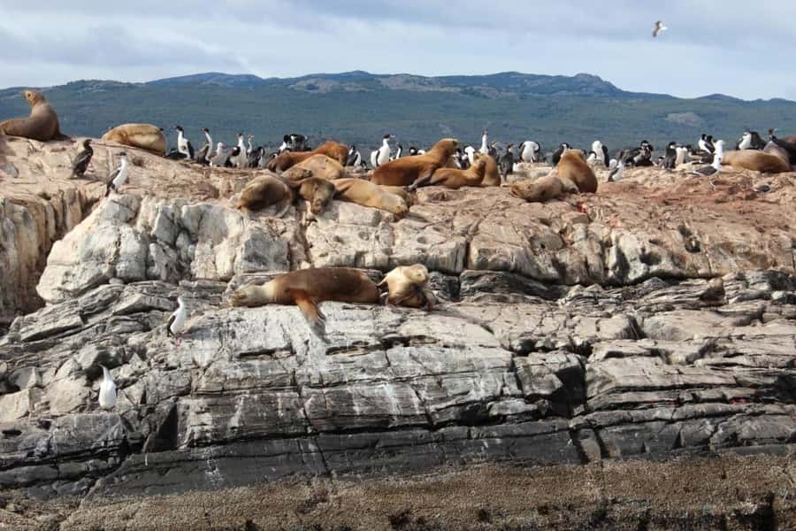 From Ushuaia: Penguin Watching Tour by Catamaran - From Ushuaia’s Port Into the Beagle Channel