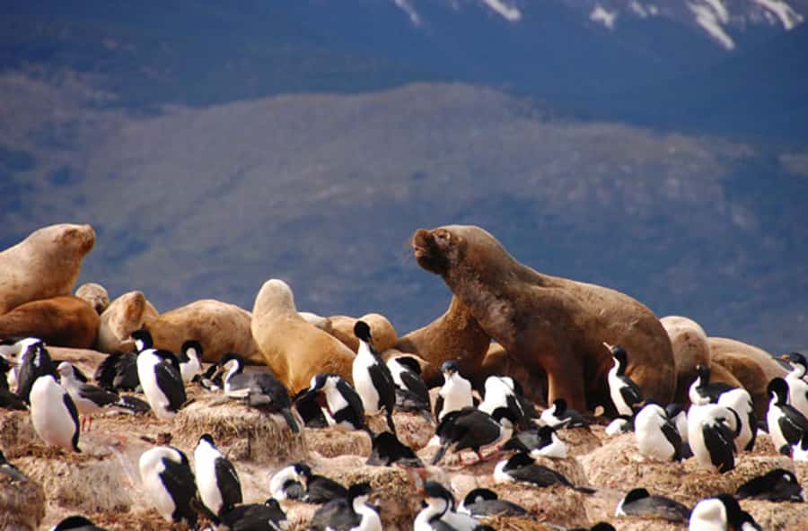 From Ushuaia: Penguin Watching Tour by Catamaran - Ushuaia Landmarks You See From the Water