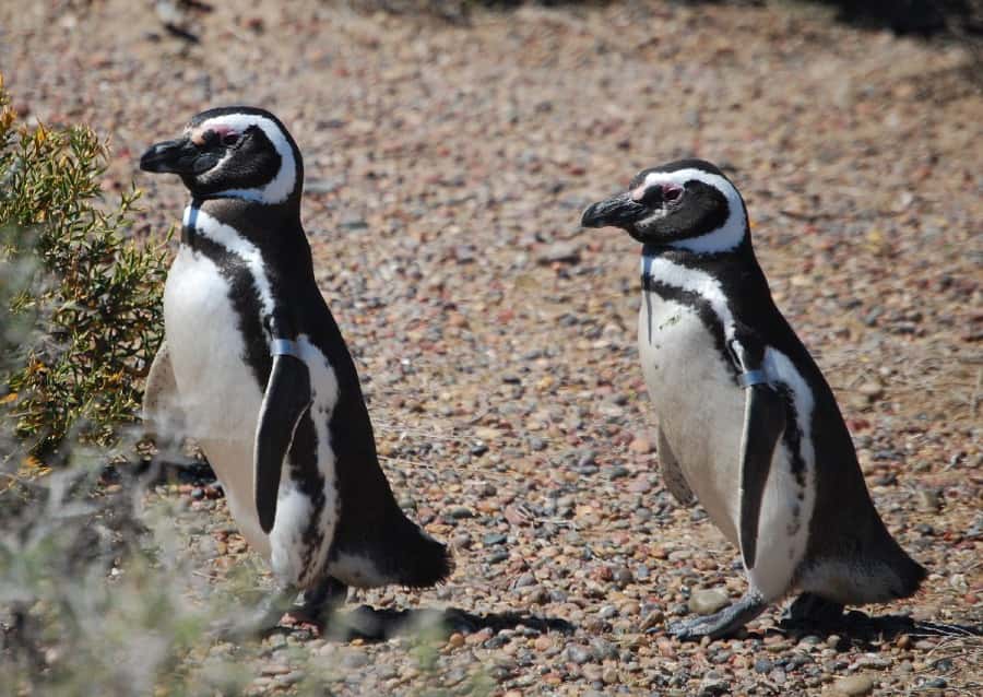 From Ushuaia: Penguin Watching Tour by Catamaran - Bird Breeding Stops: Cormorants and the Archipelago Rhythm