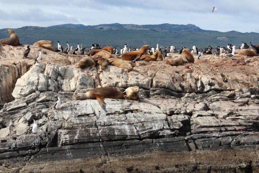 From Ushuaia: Penguin Watching Tour by Catamaran - Martillo Island Penguins: What You’ll Actually Do There