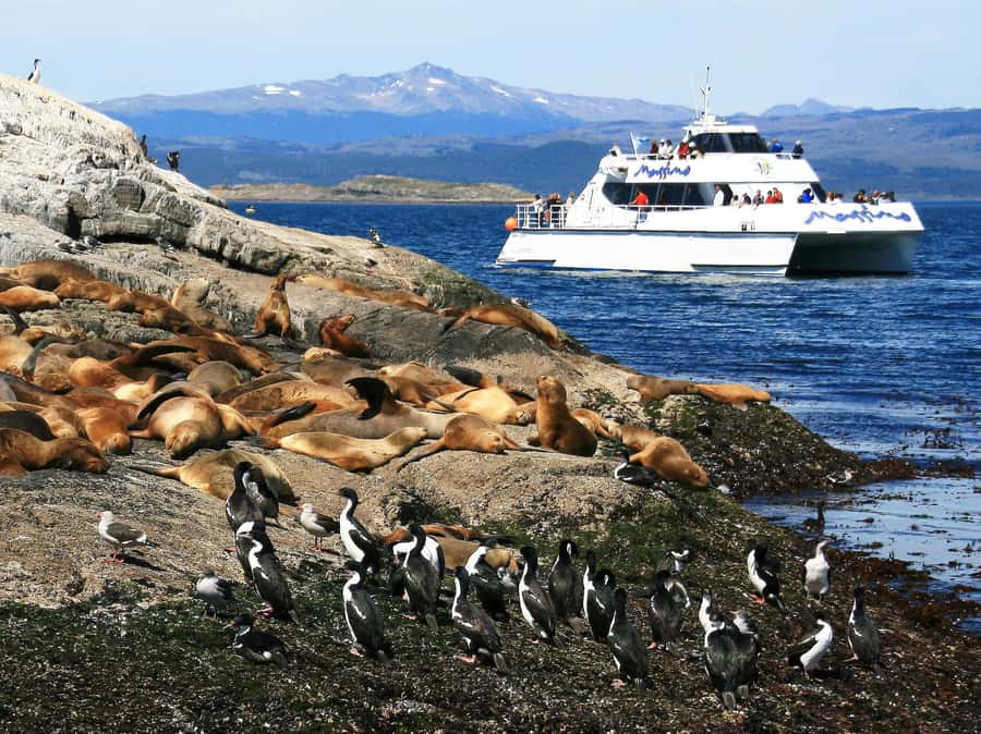 From Ushuaia: Penguin Watching Tour by Catamaran - Should You Book the Ushuaia Penguin Catamaran Tour?