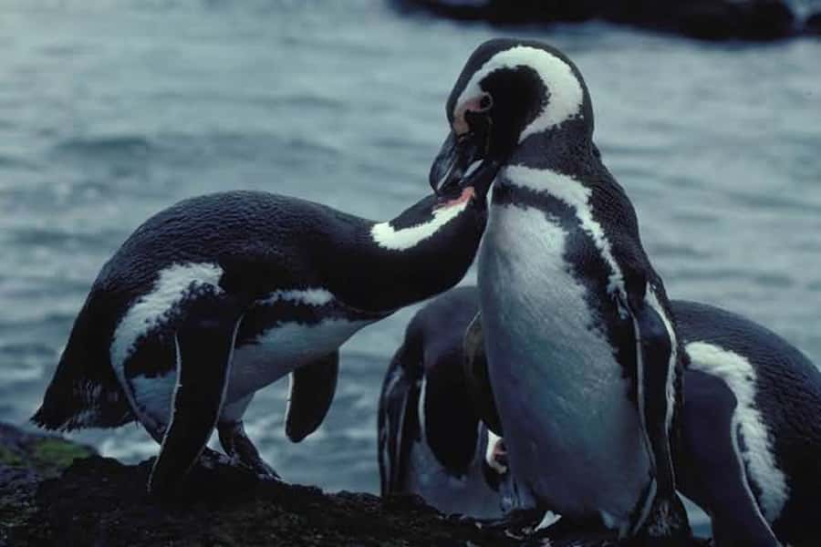 From Ushuaia: Penguin Watching Tour by Catamaran - Isla de los Lobos and the Sea Lions in Plain Sight