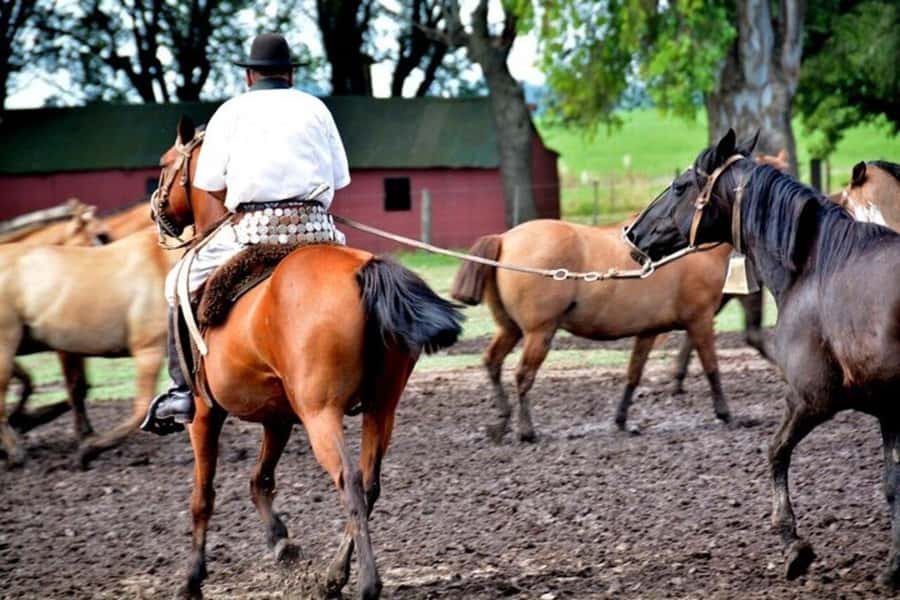 Full-Day at Santa Susana Ranch with BBQ, Drinks and Show - Lunch Becomes a Performance: Tango, Folklore, and Boleadoras