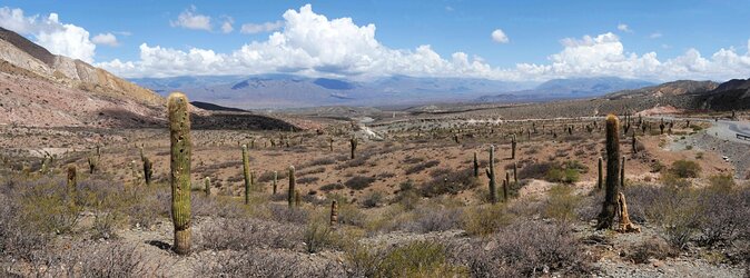 Full-day Cachi and Los Cardones National Park from Salta - The Best Combo: Los Cardones Cactus Park Plus Cachi