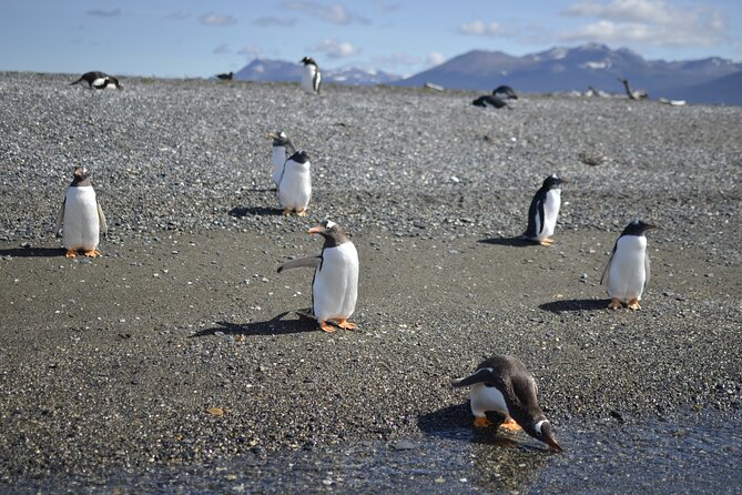 Full-Day Gable Island Eco-Adventure in the Beagle Channel - Leaving Ushuaia for the Wild Side of the Beagle Channel