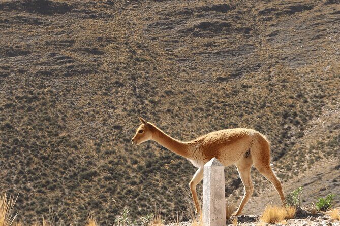 Full-Day Tour to Salinas Grandes and Purmamarca From Salta - Guides, Language, and How to Get the Most Out of the Day