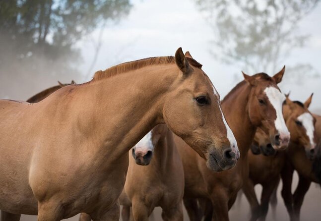 Gaucho Experience: A Day Trip to Don Silvano Ranch - Key highlights to look for