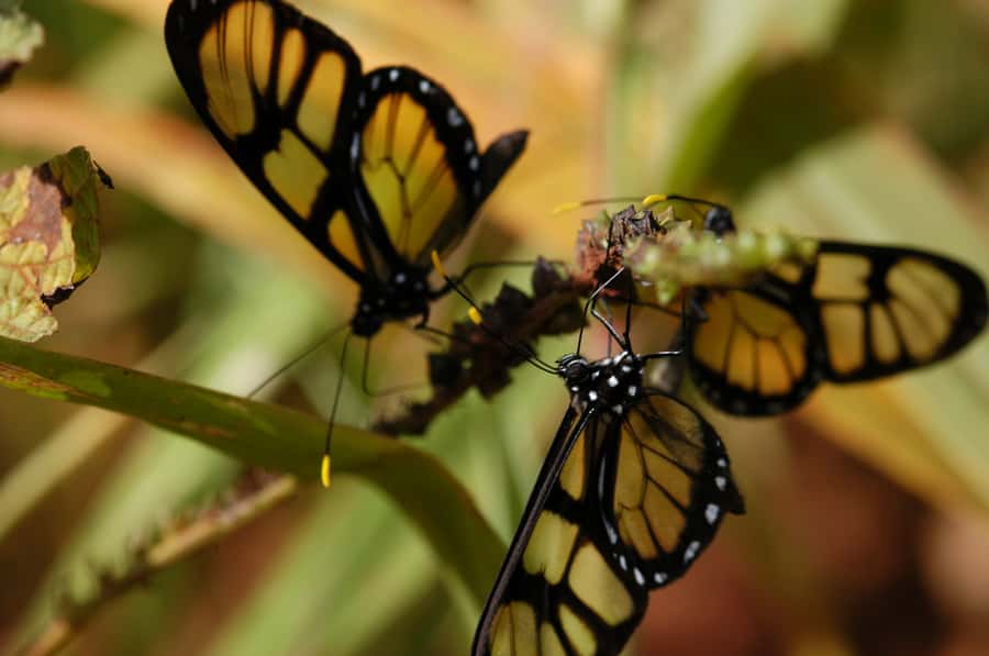 Half-Day Iguazú Forest Adventure - 6 Things That Make the Iguazú Forest Adventure Worth Your Time