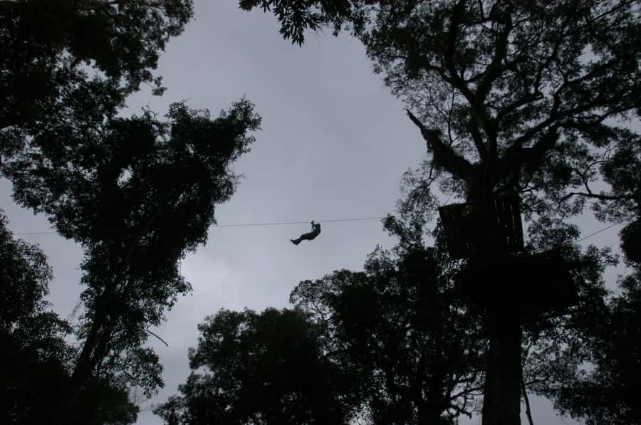 Half-Day Iguazú Forest Adventure - Where You Go: Selva Misionera, Near Puerto Iguazú
