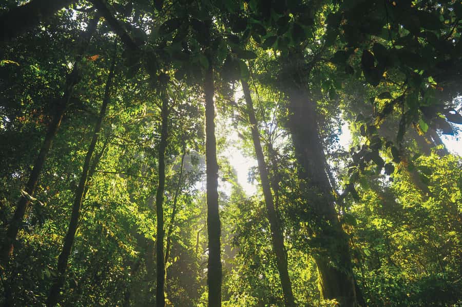 Half-Day Iguazú Forest Adventure - Rappelling Down a Canyon Beside Waterfalls