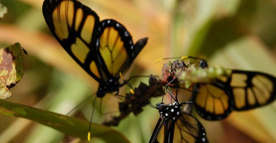 Half-Day Iguazú Forest Adventure - Group Size and Waiting Time: The Real Decision Factor