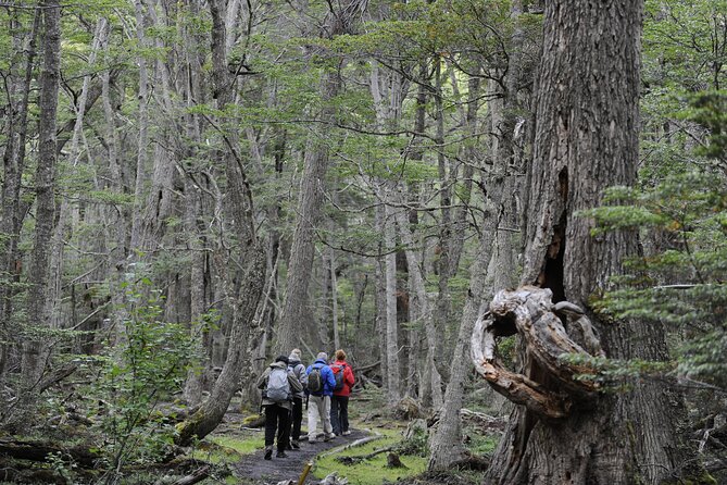 Half-Day Tierra del Fuego National Park with Lunch and Drinks - Bahia Lapataia: The End-of-the-Road View Without the Full-Day Commitment