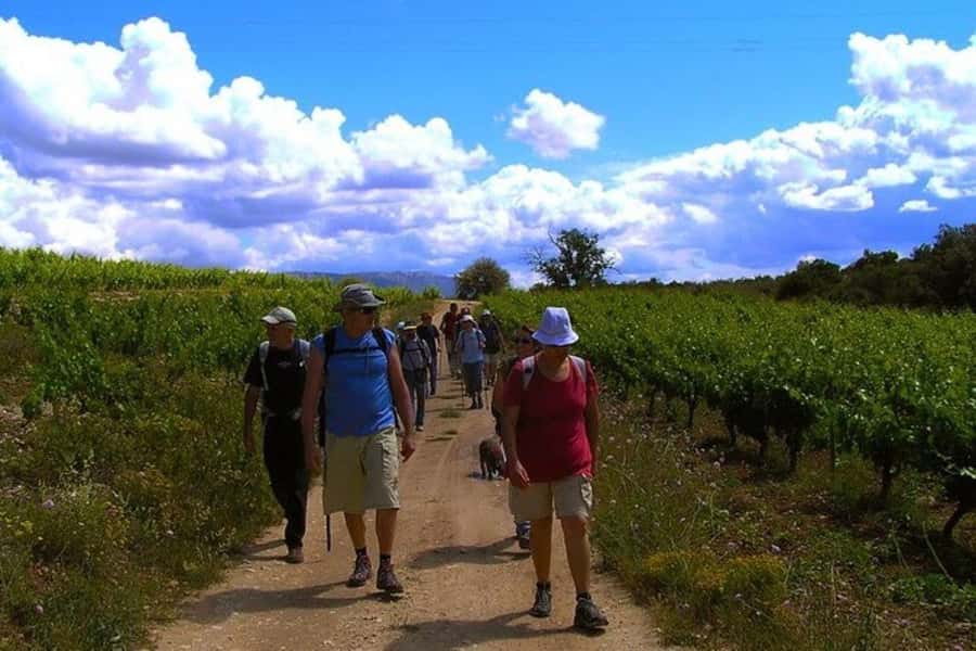 Half Day Tour of Wineries and Olive Oil from Mendoza - Two Boutique Winery Stops: Tastings With a Production Story