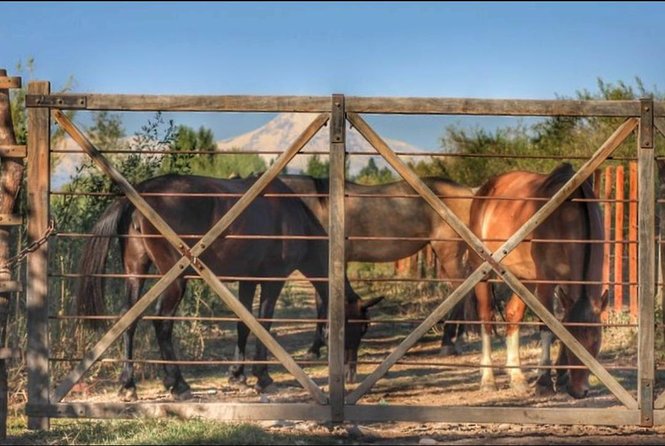 Horseback ride through vineyards followed by gourmet lunch - How this horse ride and Club Tapiz lunch fit together