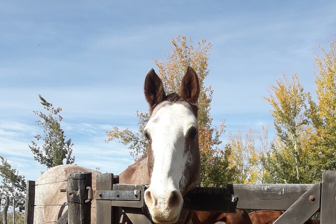 Horseback riding and barbecue in a private ranch - La Carrera, Mendoza - Price and value: why $200 can make sense here