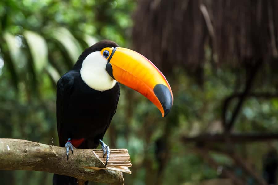 Iguazú Falls: The Natural Wonder of Argentina - Key things worth your attention