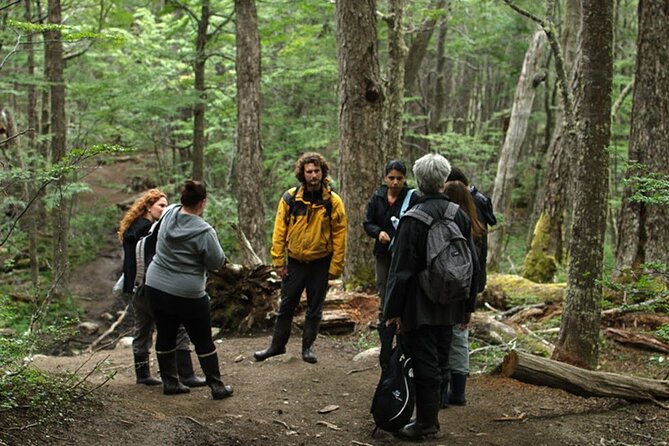 Laguna Esmeralda Trekking Adventure with Lunch - Into the old forest: coihues and lengas on the trail