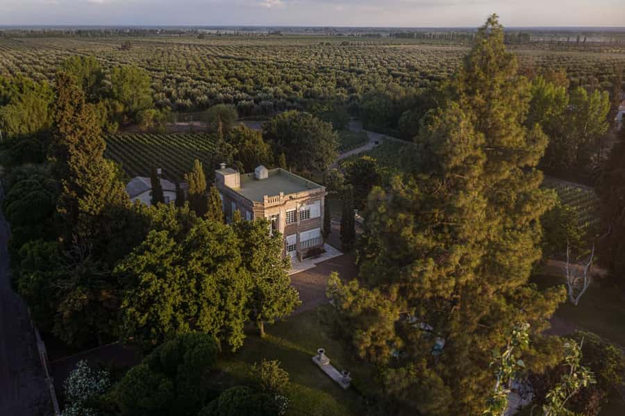 Luigi Bosca Winery Tour with Wine Tasting and Lunch - Walking the vineyards with real context, not just pretty views