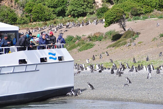 Martillo Island: Boat Trip to the Penguin Colony & Beagle Channel - Why a boat view is the smart way to see Martillo’s penguins