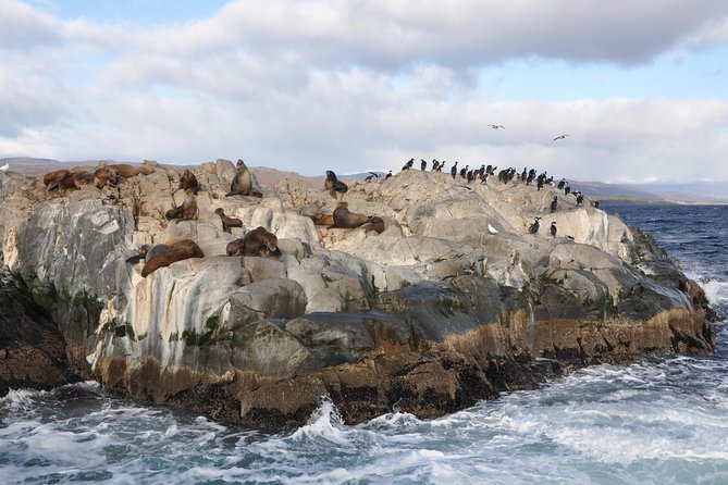 Martillo Island: Boat Trip to the Penguin Colony & Beagle Channel - Isla Bridges and Faro Les Eclaireurs: birds, sea lions, and the Monte Cervantes story