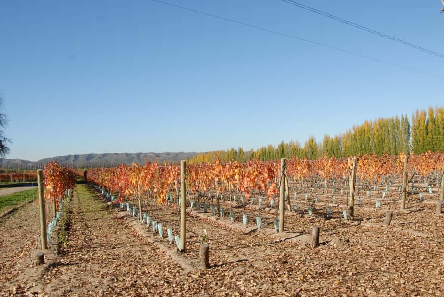 Mendoza: Full Day Wine Tour with 3 Course Lunch - Mendoza in One Day, With Mountains and Vines