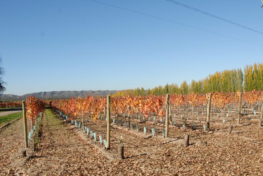 Mendoza: Full Day Wine Tour with 3 Course Lunch - Picnic Option at Bodega Salentein: Vines, Mountains, and Time to Slow Down
