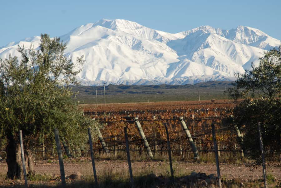 Mendoza: Full Day Wine Tour with 3 Course Lunch - Pick Your Region: Luján de Cuyo, Maipú, or Valle de Uco