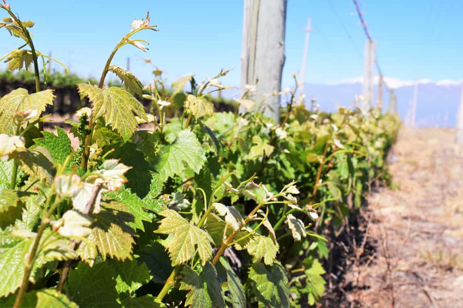Mendoza: Half-Day Wine Tour with Tastings - Key highlights worth your attention
