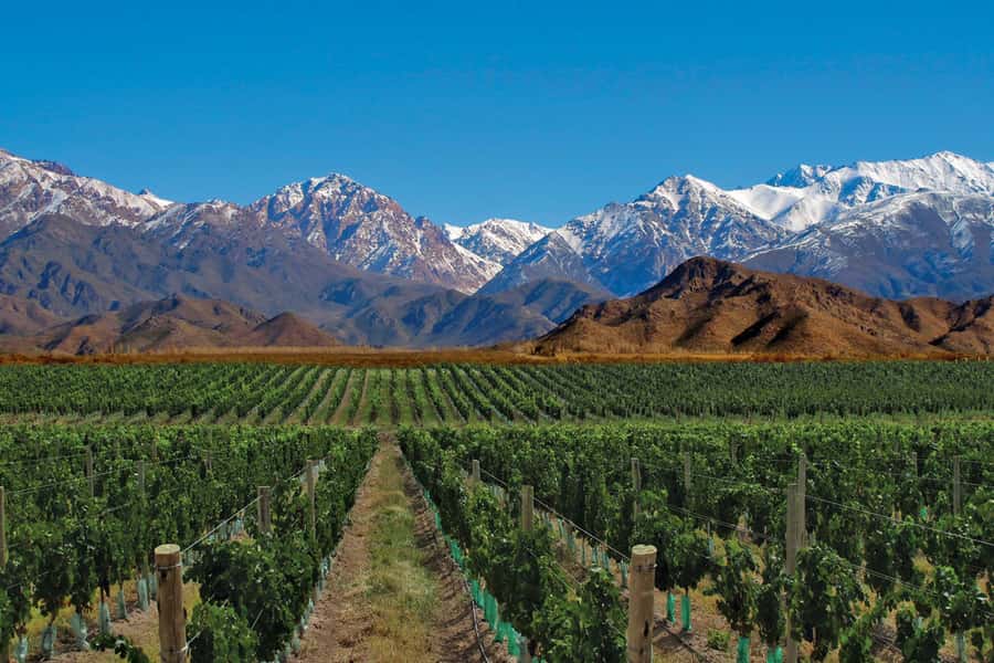 Mendoza: Small-Group Wineries Tour with Tasting and Lunch - Key highlights you’ll feel immediately