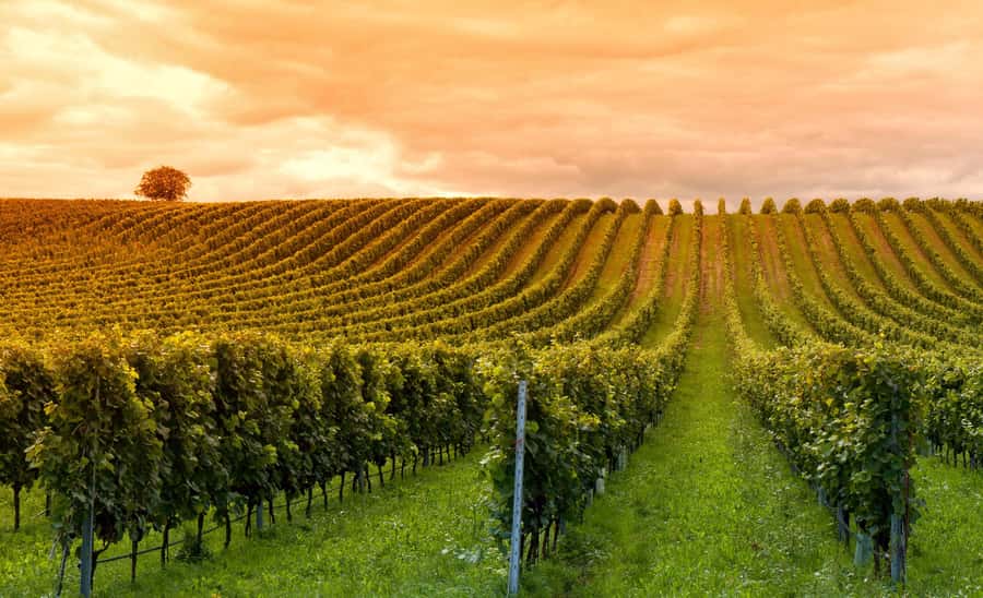 Mendoza: Small-Group Wineries Tour with Tasting and Lunch - Why Mendoza’s winemaking story starts with water, not wine