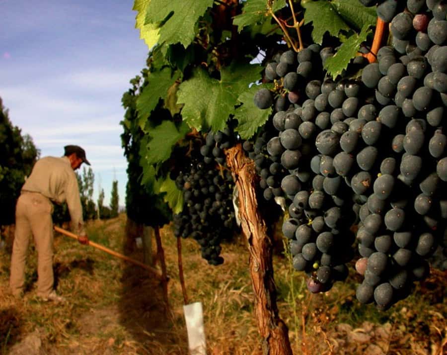 Mendoza: Small-Group Wineries Tour with Tasting and Lunch - Inside the winery: traditional craft meets modern tech