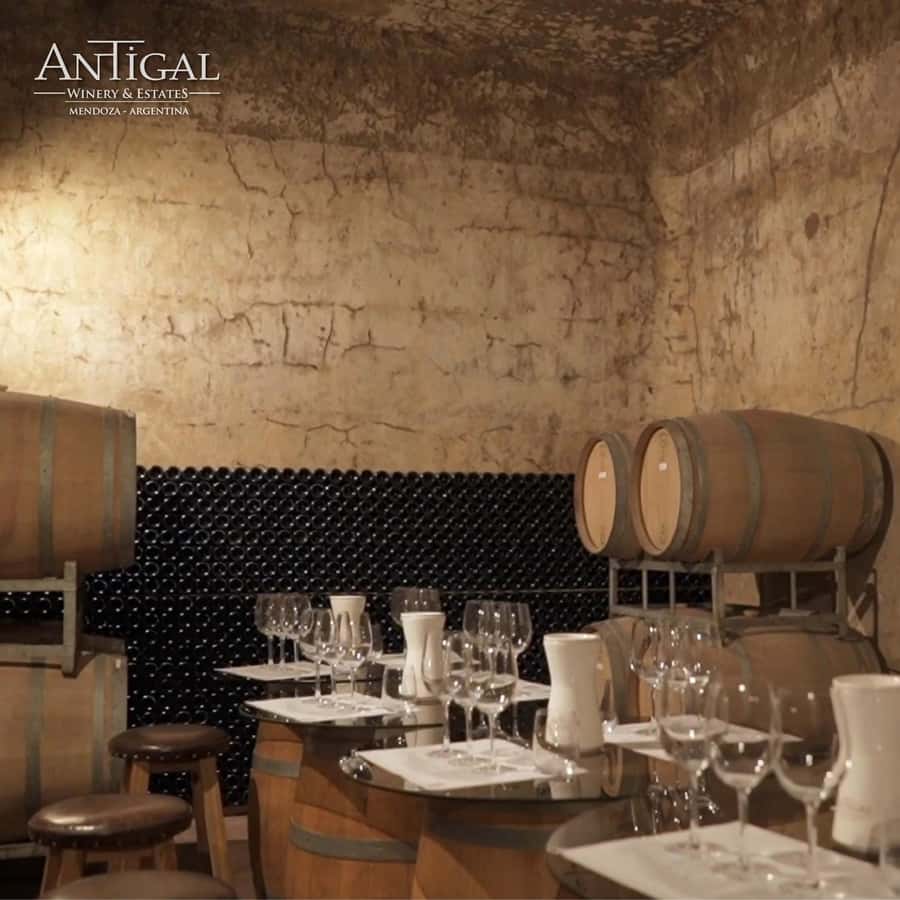 Mendoza: Wine Tasting Tour with Lunch and Private Transport - Door-to-door pickup in Mendoza, then straight to the vines