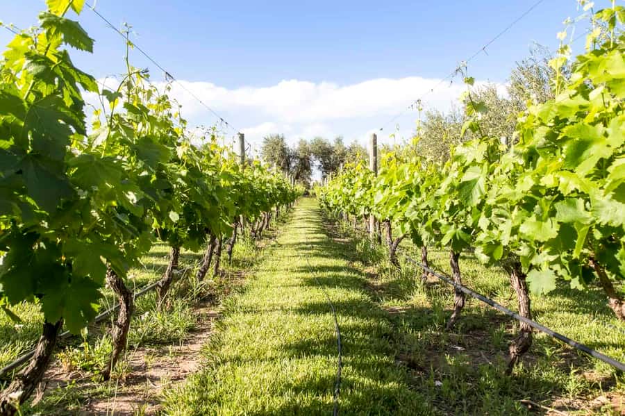 Mendoza: Winebike Tasting Tour with Optional Lunch - Key highlights that make this tour worth your time
