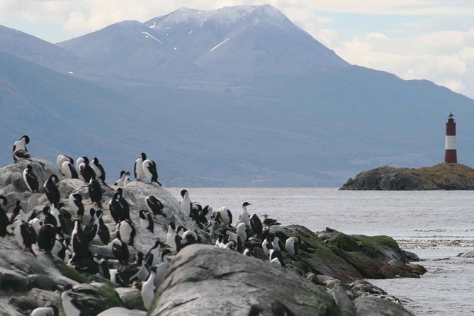 Navigate through the Beagle Channel: Seal, Bird & Penguin Islands - Isla de Los Pajaros: cormorants and the seabird workflow