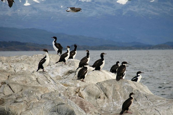 Navigate through the Beagle Channel: Seal, Bird & Penguin Islands - Faro Les Eclaireurs: lighthouse views and the Monte Cervantes link