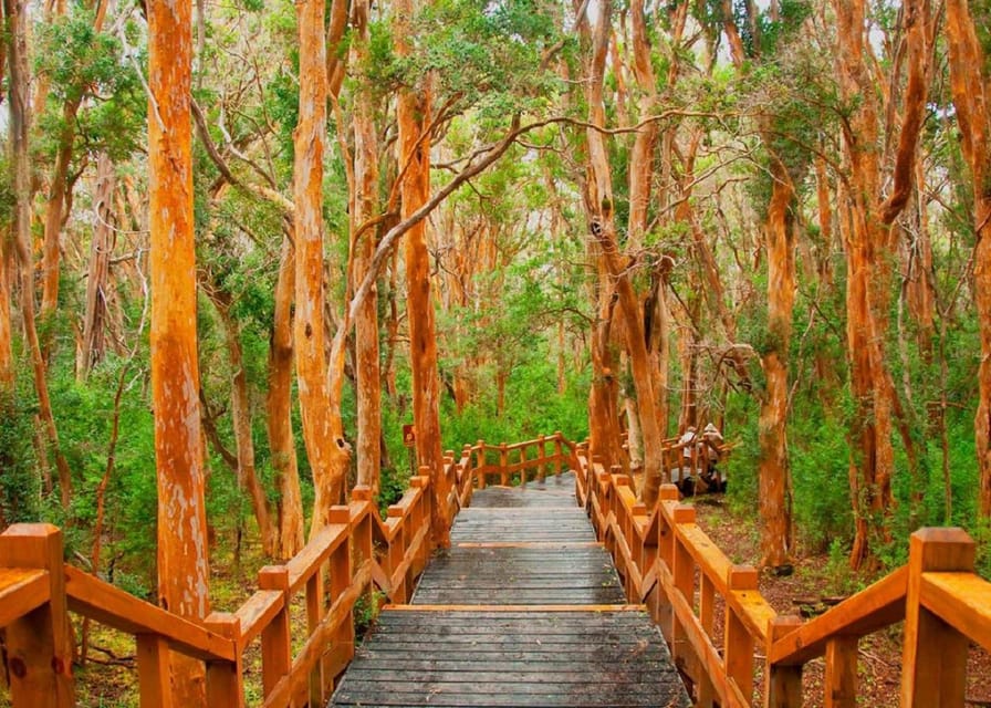 Navigation through Isla Victoria and Bosque de Arrayanes - Should You Book This Isla Victoria and Arrayanes Navigation Tour?