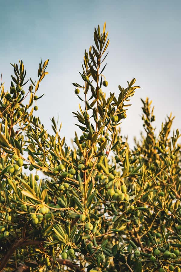 Olive Oil Factory + Wineries + Full Asado Lunch (Full Day) - Key highlights worth your attention