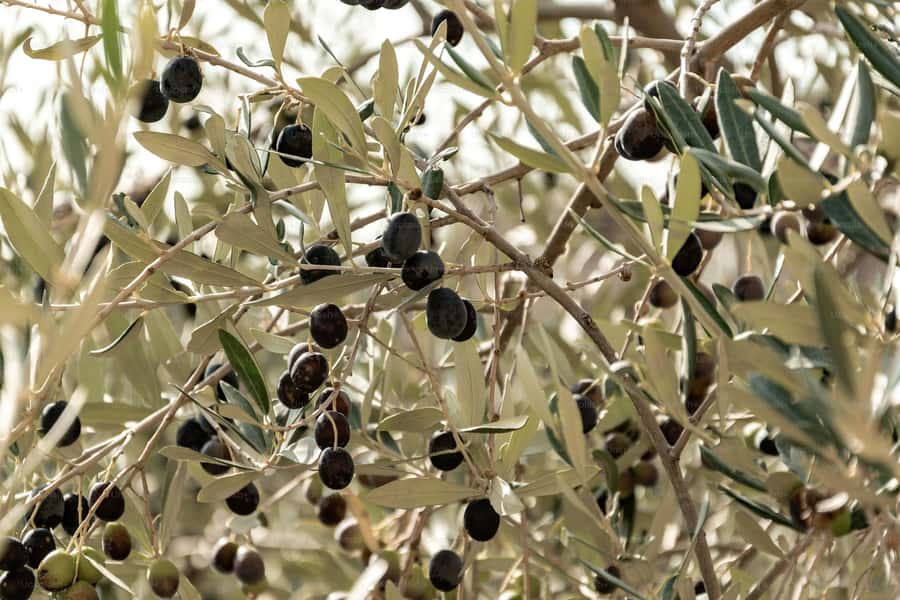 Olive Oil Factory + Wineries + Full Asado Lunch (Full Day) - Antigal Winery & Estates: where the lunch pairing turns practical