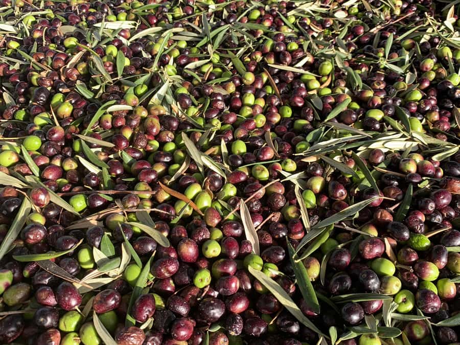 Olive Oil Factory + Wineries + Full Asado Lunch (Full Day) - Getting picked up in Mendoza and heading out