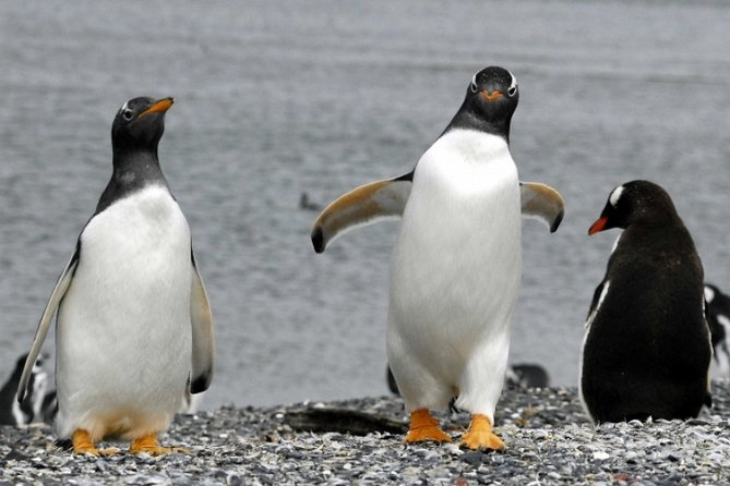 Penguin walk in Ushuaia + navigation option - Martillo Island Penguin Walk: what makes this Ushuaia day trip worth it