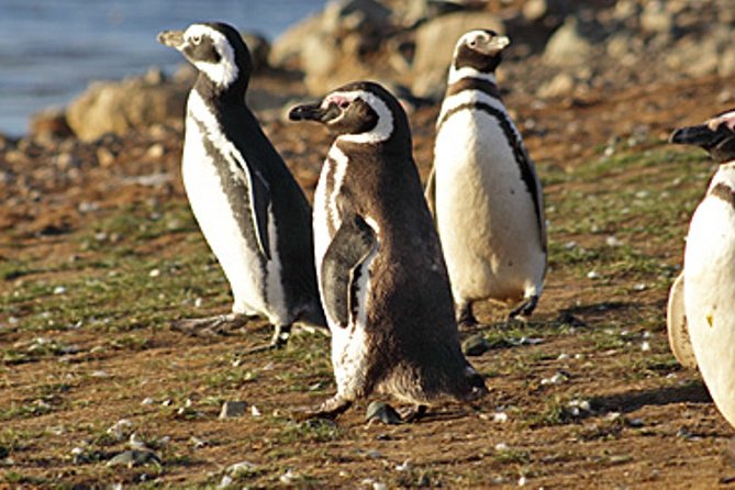 Penguin walk in Ushuaia + navigation option - The boat and Beagle Channel ride: scenery plus seasickness reality
