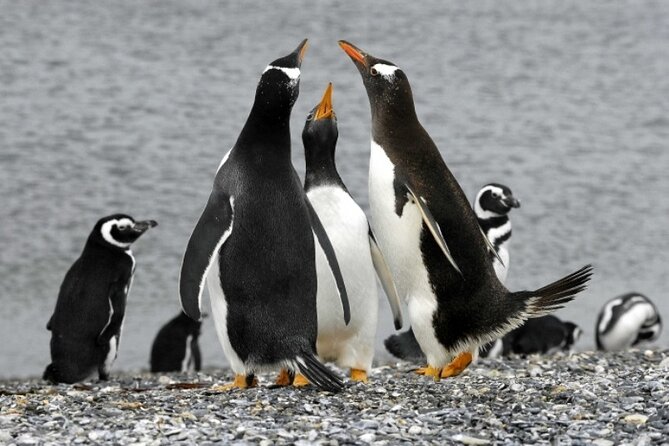 Penguin walk in Ushuaia + navigation option - Martillo (Yecapasela) Island walk: close penguin viewing with real rules