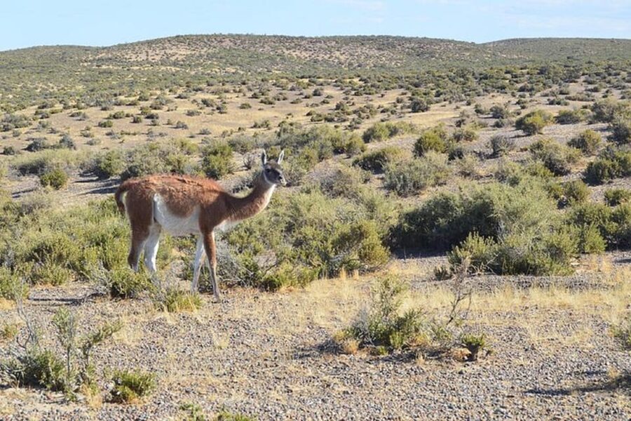 Peninsula Valdes Full Day Tour - Caleta Valdés: elephant seals and Magellanic penguins (September to mid-April)