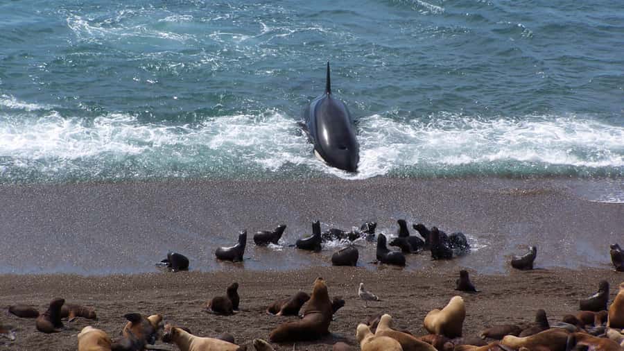Peninsula Valdes: Shore excursion for cruise passengers - Caleta Valdes Wildlife Viewing: Seals, Sea Lions, and Penguins