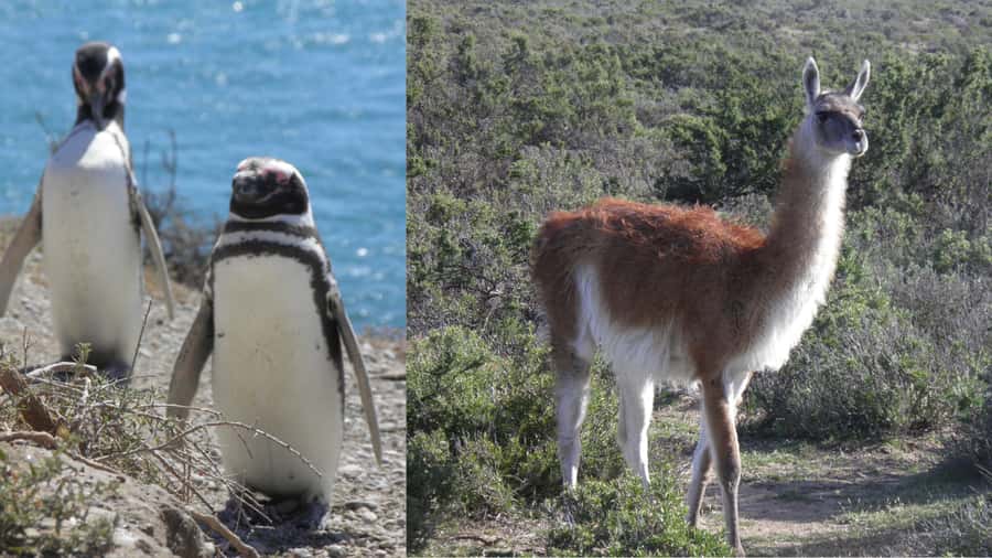 Peninsula Valdes: Shore excursion for cruise passengers - Should You Book This Peninsula Valdes Shore Excursion?