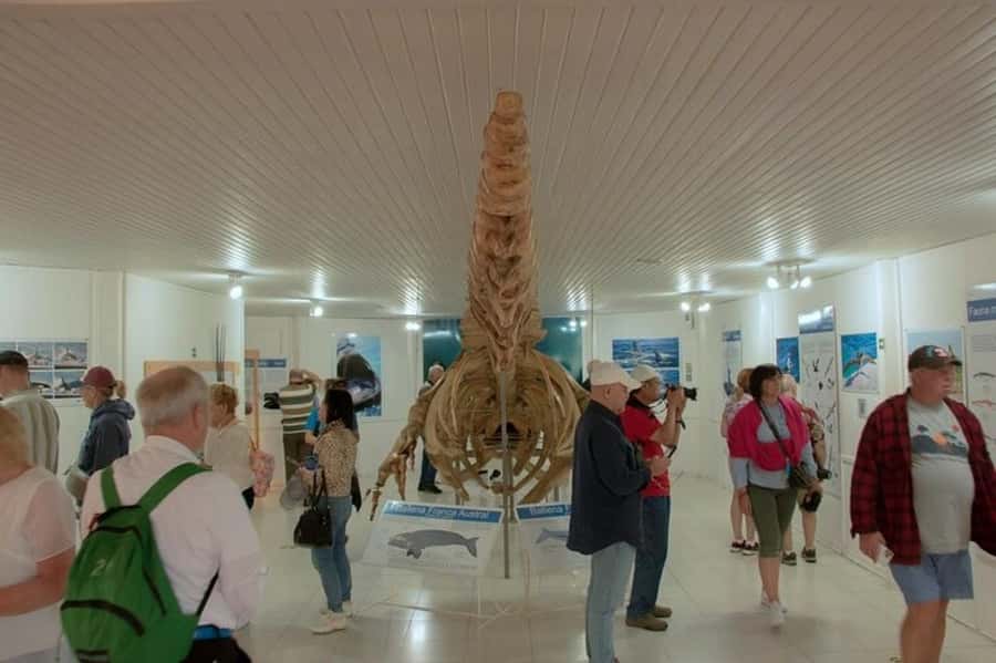 Peninsula Valdes Shore Tour for Cruise Passengers + City - Caleta Valdés: Your Southern Elephant Seal Moment